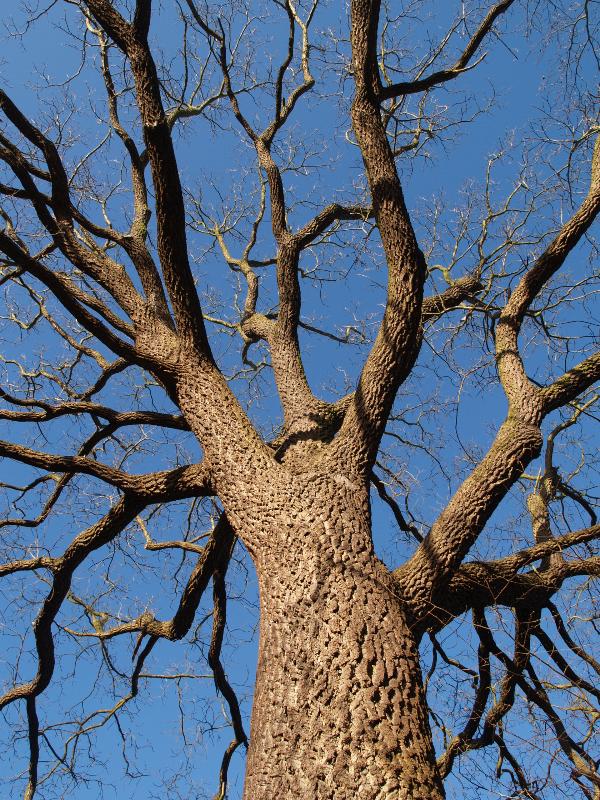 Cambridge, England: Botanic Garden: Black Walnut tree (Juglans nigra)