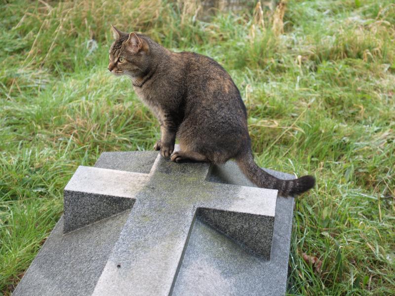 Cambridge, England: Ascension Parish Burial Ground: cat on grave stone