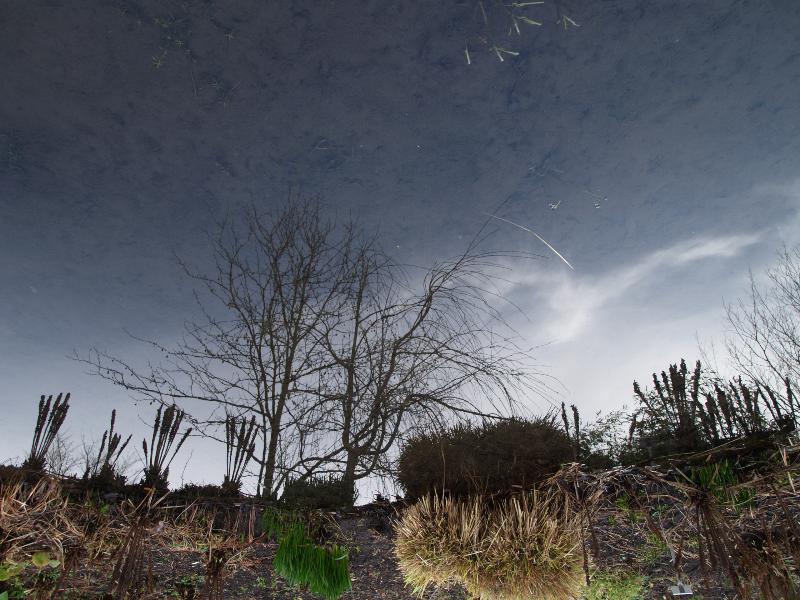 Cambridge, England: Botanic Garden: tree and plants reflected in water
