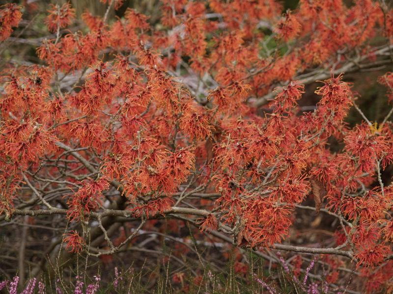 Cambridge, England: Botanic Garden: Witch Hazel (Hamamelia intermedia 'Jelena')