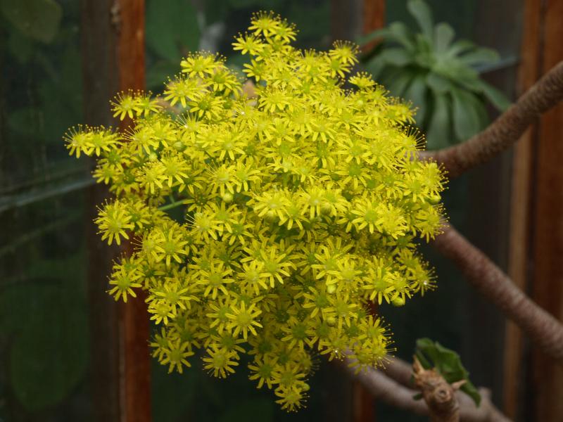 Cambridge, England: Botanic Garden: Aeonium lindleyi flowers