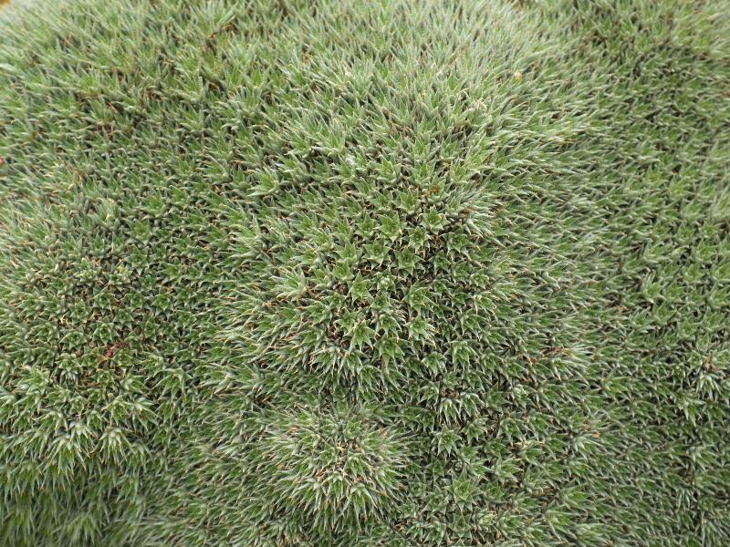 Cambridge, England: Botanic Garden: Abromeitiella brevifolia