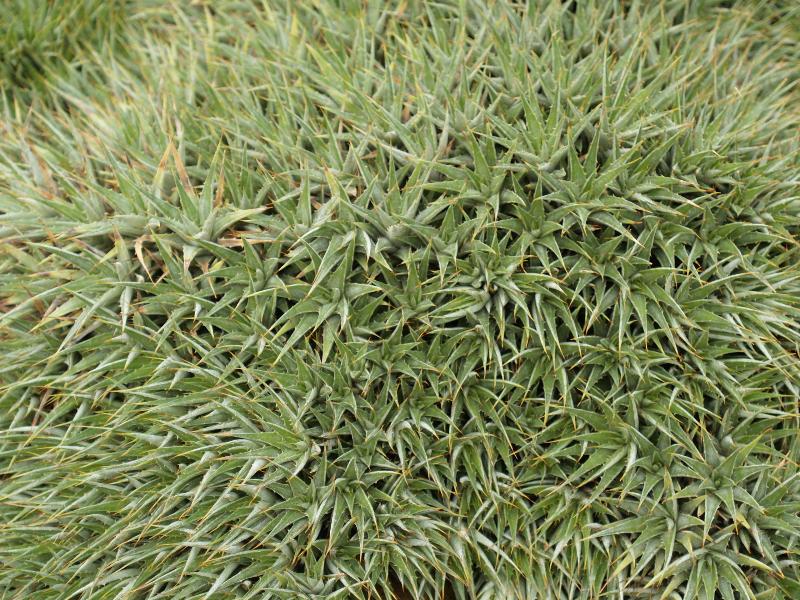 Cambridge, England: Botanic Garden: Abromeitiella lorentziana