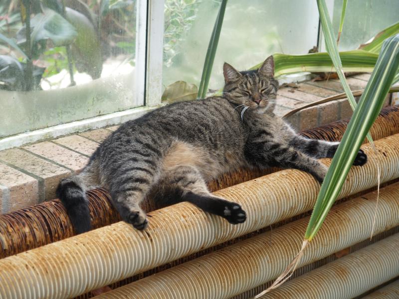 Cambridge, England: Botanic Garden: cat asleep on radiator in tropical house