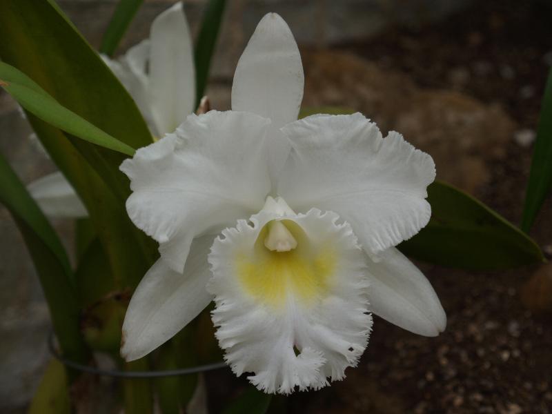 Cambridge, England: Botanic Garden: Orchid (Cattleya hyrbrid)