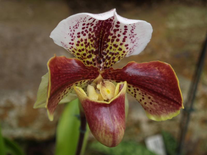 Cambridge, England: Botanic Garden: Orchid (Paphiopedilum 'Bagley x Sparsholt')