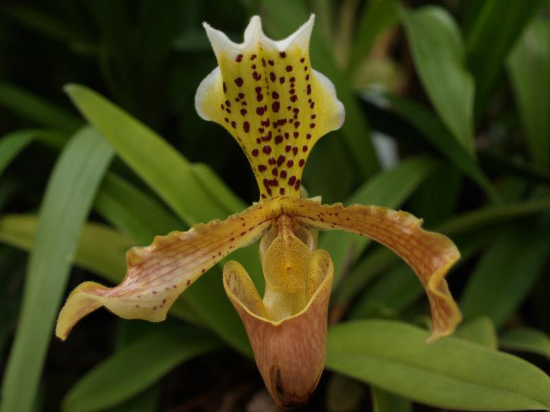 Cambridge, England: Botanic Garden: Orchid (Paphiopedilum x schlesingerianum)