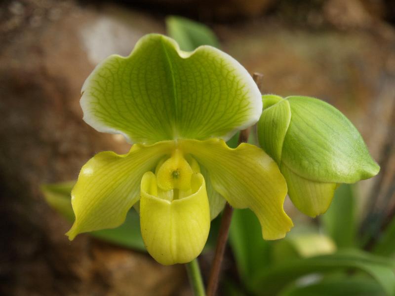 Cambridge, England: Botanic Garden: Orchid (Paphiopedilum 'Primulinum x Ferox Cooksbridge')