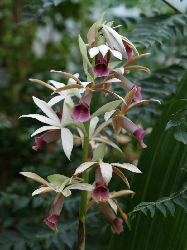 Cambridge, England: Botanic Garden: Orchid (Phaius tankervilliae)