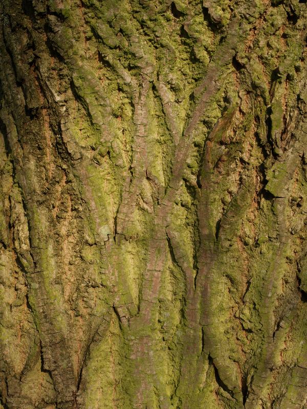 Cambridge, England: Botanic Garden: Pterocarya stenoptera bark