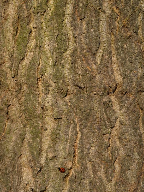 Cambridge, England: Botanic Garden: Tree of Heaven (Ailanthus altissima) bark