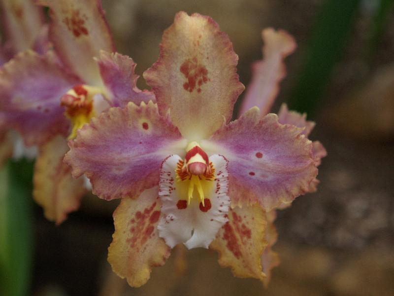 Cambridge, England: Botanic Garden: Orchid (Odontoglossum Eric Young x Durham Galaxy)