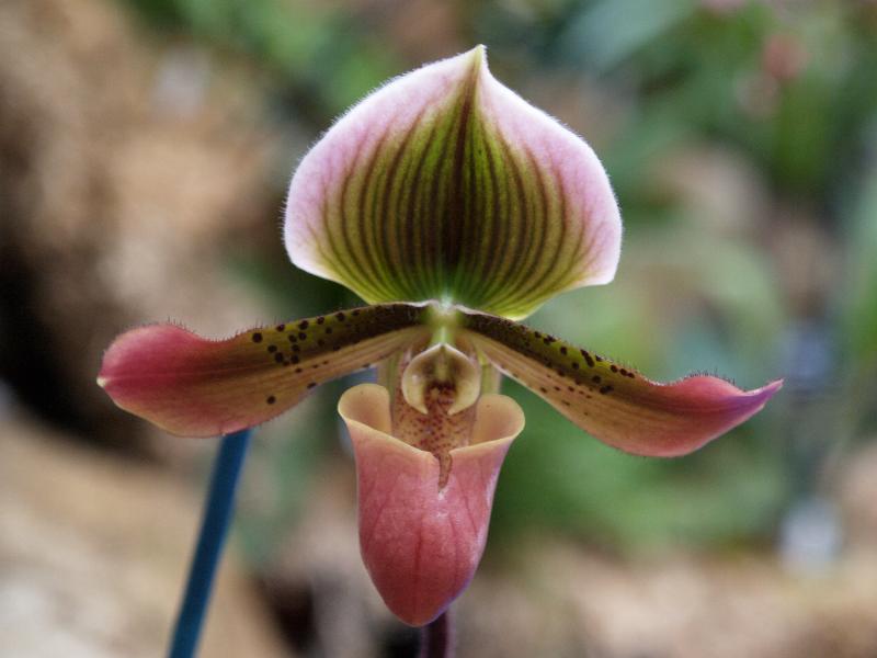Cambridge, England: Botanic Garden: Orchid (Paphiopedilum Robert Ward Red Coat x Maserianum)