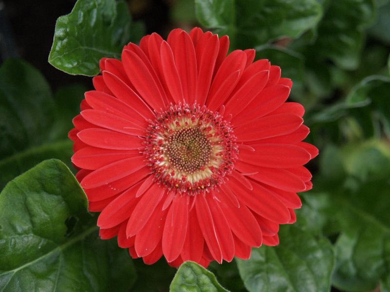 Cambridge, England: Botanic Garden: Gerbera