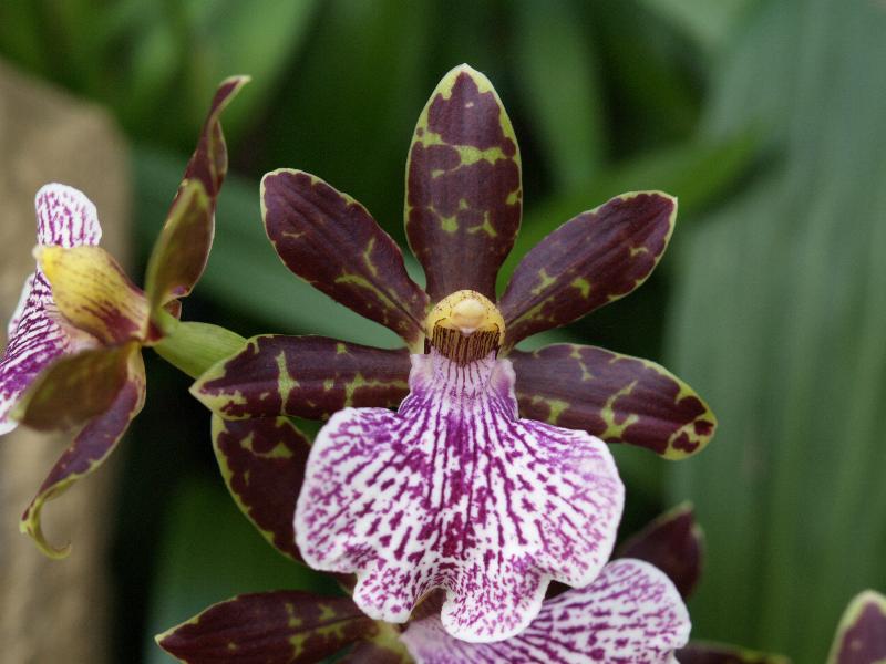 Cambridge, England: Botanic Garden: Orchid (Zygopetalum 'Big Country')