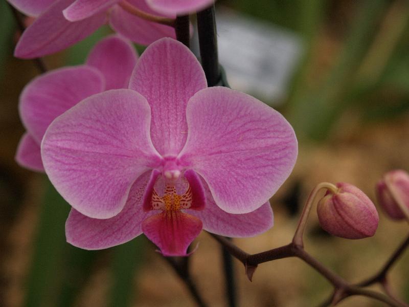 Cambridge, England: Botanic Garden: Orchid (Phalaenopsis 'Brother Redflight')