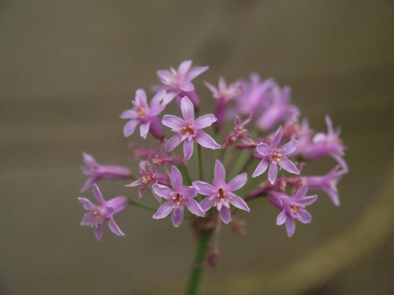 Cambridge, England: Botanic Garden: Tulbaghia simmleri