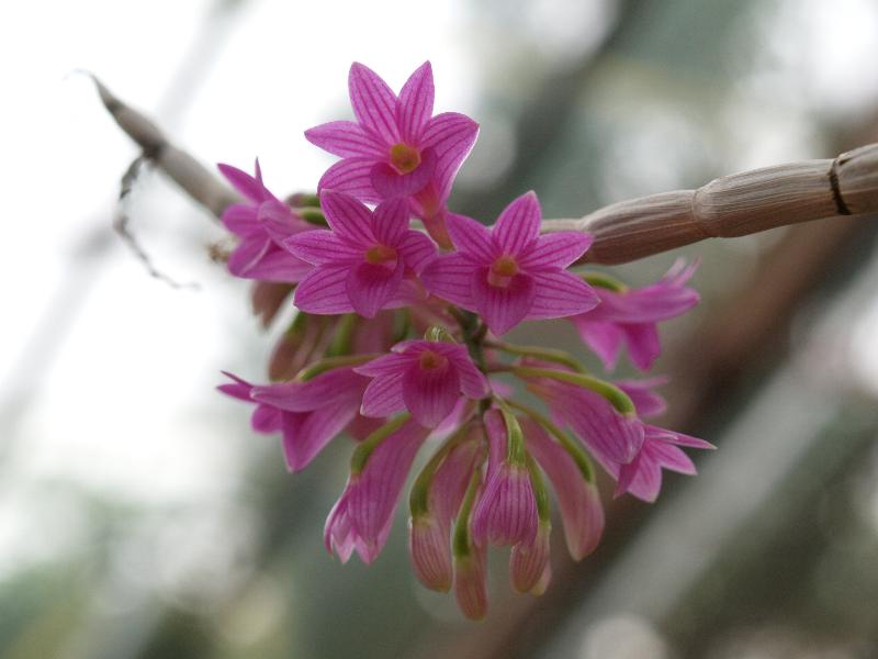 Cambridge, England: Botanic Garden: Orchid (Dendrobium miyakei)