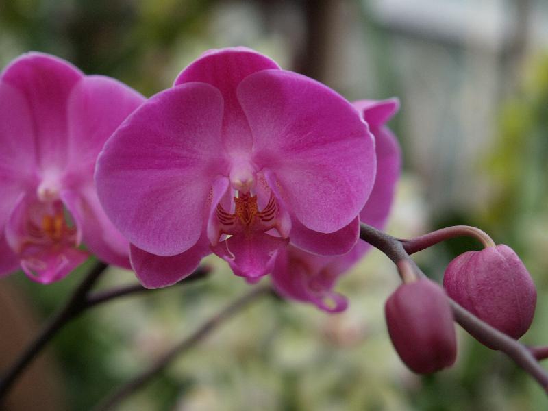 Cambridge, England: Botanic Garden: Orchid (Phalaenopsis 'Little Mary')