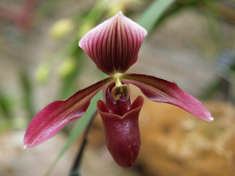 Cambridge, England: Botanic Garden: Orchid (Paphiopedilum 'Masupi' x hainanense)
