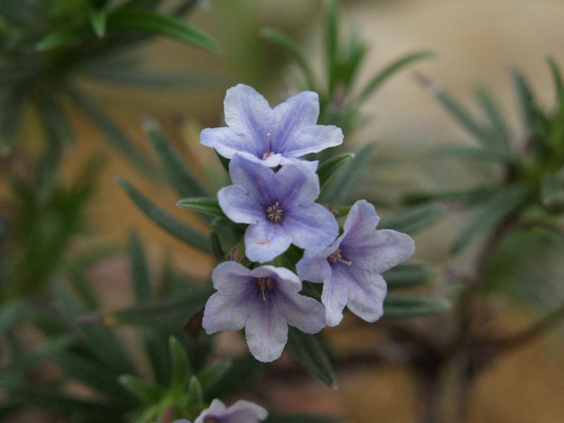 Cambridge, England: Botanic Garden: Lithodora zahnii