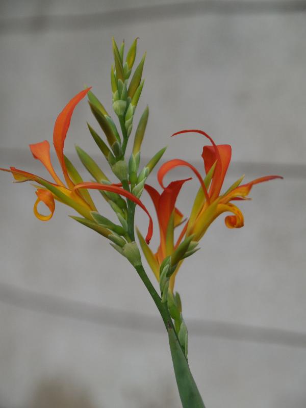 Cambridge, England: Botanic Garden: Indian Shot (or Queensland Arrowroot) (Canna indica)