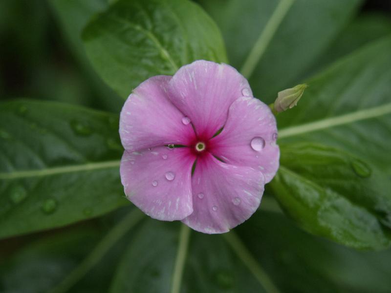 Cambridge, England: Botanic Garden: Madagascan Periwinkle (Catharanthus roseus)