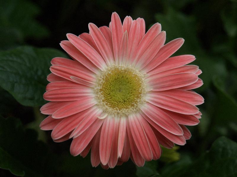 Cambridge, England: Botanic Garden: Gerbera