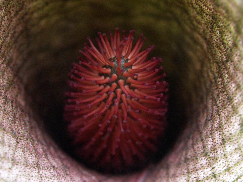 Cambridge, England: Botanic Garden: Synandrospadix vermitoxicus