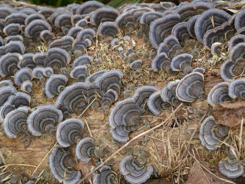 Cambridge, England: Botanic Garden: fungi on tree stump