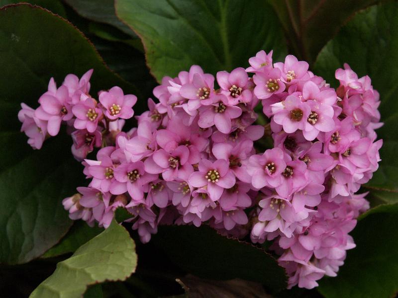 Cambridge, England: Histon Road: Bergenia