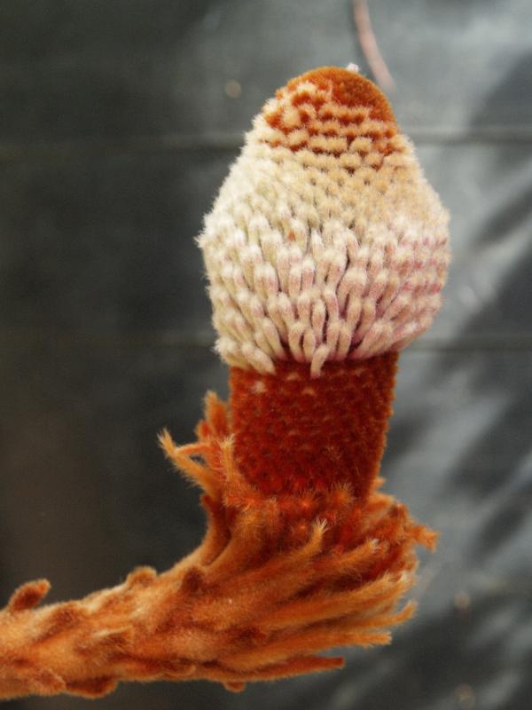 Cambridge, England: Botanic Garden: Banksia blechnifolia
