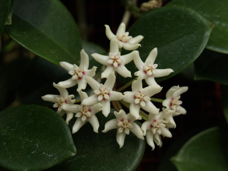 Cambridge, England: Botanic Garden: Hoya australis