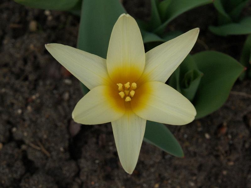 Cambridge, England: Botanic Garden: Tulipa praestans