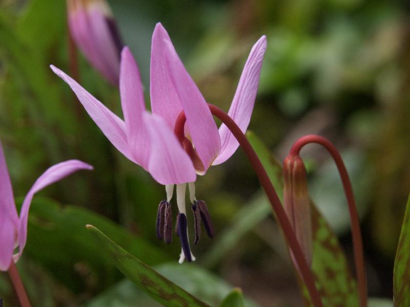Cambridge, England: Botanic Garden: Dog's Tooth Violet (Erythronium dens-canis)