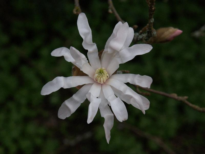 Cambridge, England: Botanic Garden: Star Magnolia (Magnolia stellata 'Rosea') flower