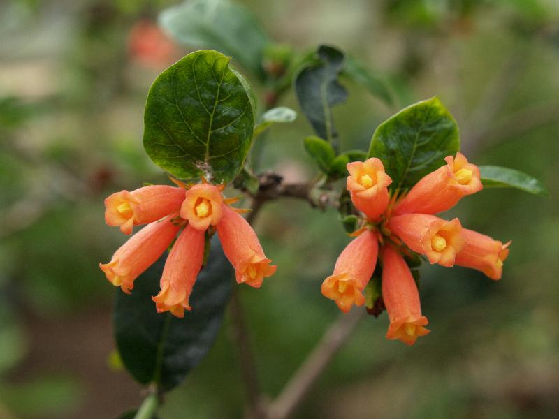 Cambridge, England: Botanic Garden: Wild Pomegranate (Burchellia bubalina)