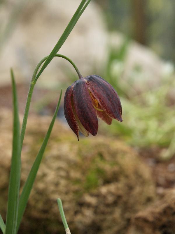 Cambridge, England: Botanic Garden: Fritillary (Fritillaria orientalis)