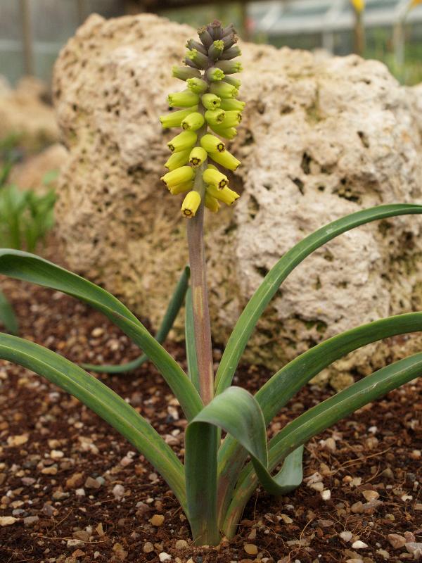 Cambridge, England: Botanic Garden: Grape Hyacinth (Muscari macrocarpum)