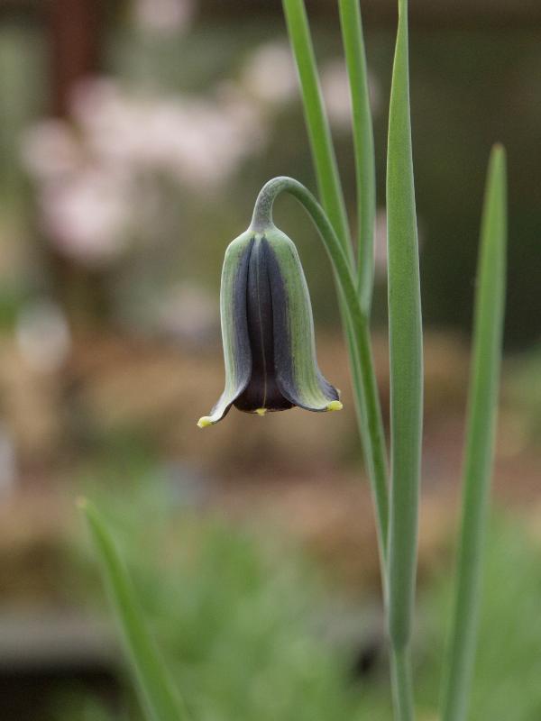 Cambridge, England: Botanic Garden: Fritillary (Fritillaria elwesii)