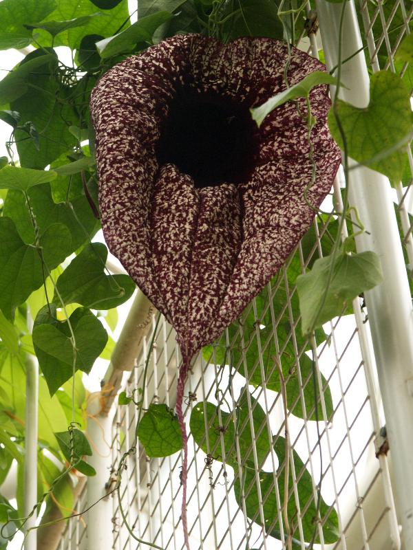 Cambridge, England: Botanic Garden: Pelican flower (Aristolochia grandiflora)