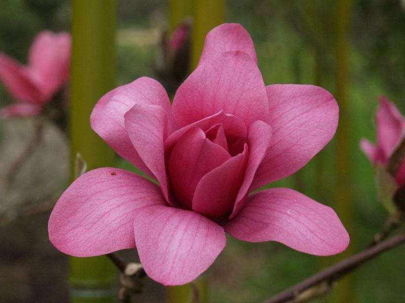 Cambridge, England: Botanic Garden: Magnolia 'Vulcan' flower