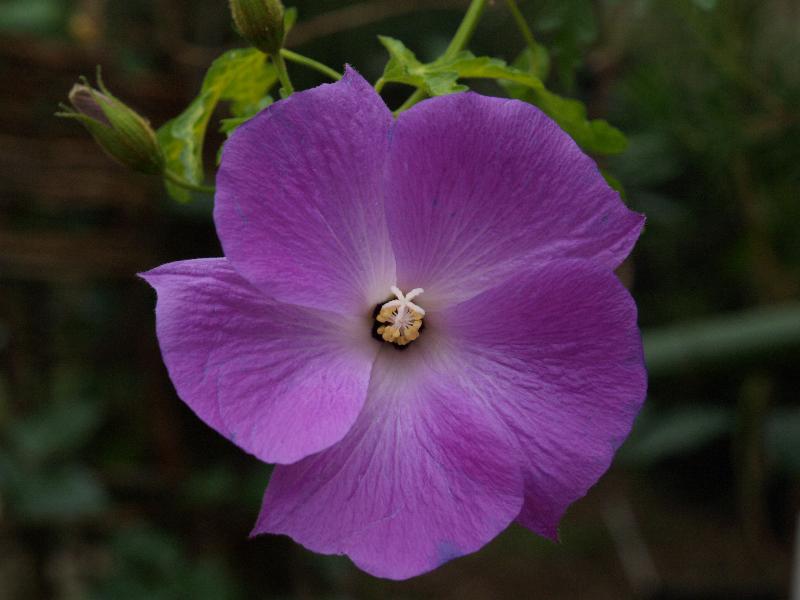 Cambridge, England: Botanic Garden: Lilac Hibiscus (Alyogyne huegelii)
