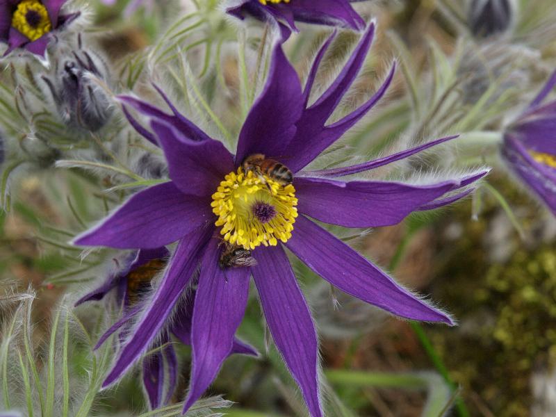 Cambridge, England: Botanic Garden: Pulsatilla halleri (with bee and fly)