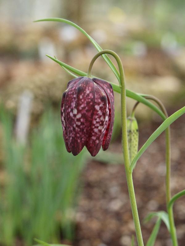 Cambridge, England: Botanic Garden: Fritillary (Fritillaria meleagris)