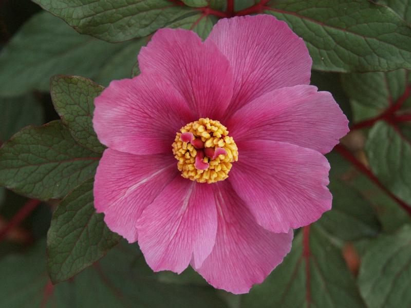 Cambridge, England: Botanic Garden: Peony (Paeonia cambessedesii)
