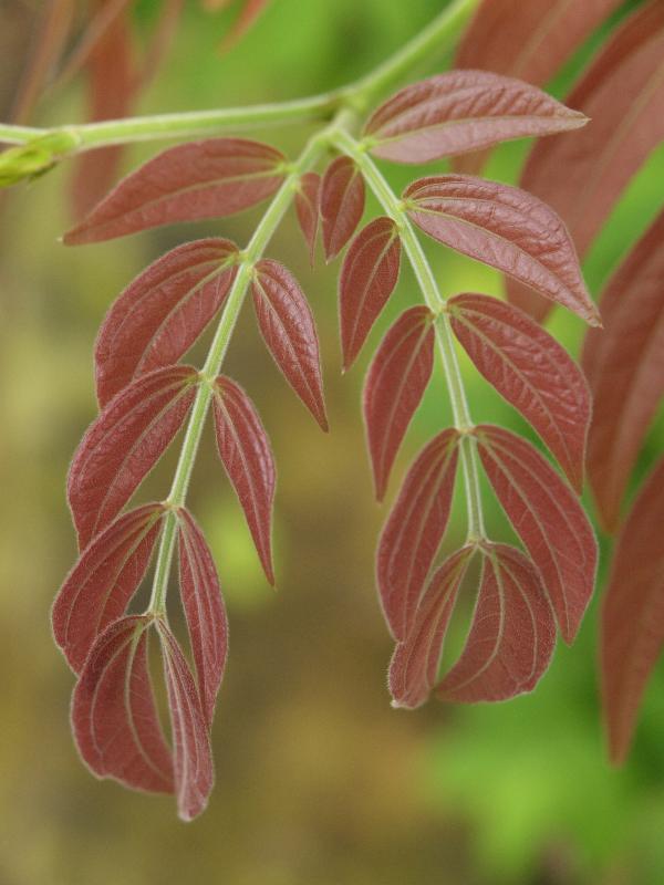 Cambridge, England: Botanic Garden: Powder Puff Tree (Calliandra haematocephala) young leaves