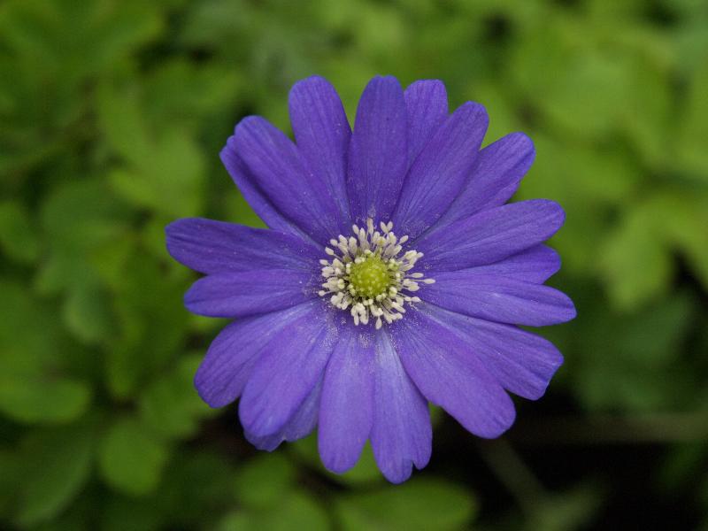 Cambridge, England: Botanic Garden: Anemone apennina