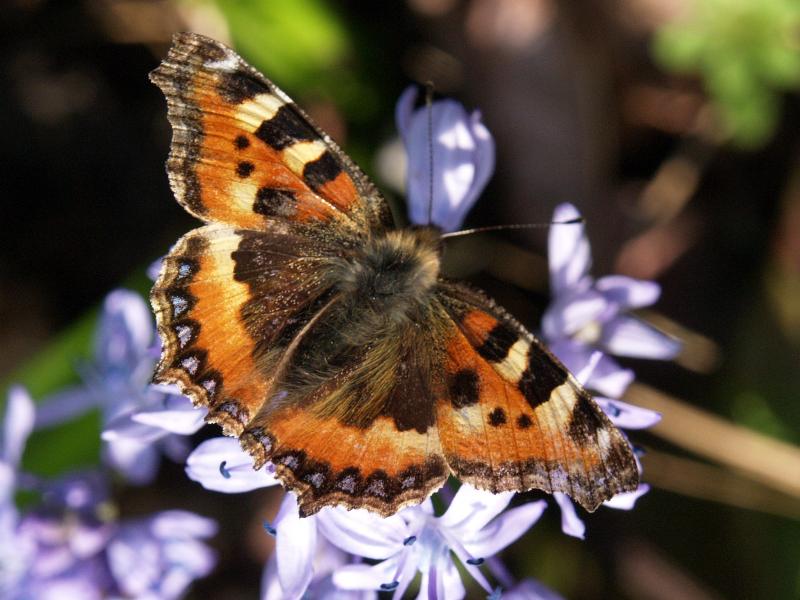 Cambridge, England: Botanic Garden: Small Tortoiseshell Butterfly (Aglais urticae)