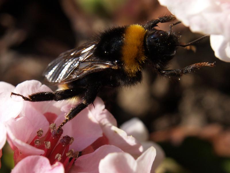Cambridge, England: Botanic Garden: bee stretching between Bergenia flowers